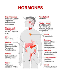Hayes Pantry Stress is a Hormonal Process